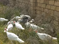 Turkeys — photo 1