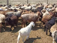 भेड़, भेड़ — फ़ोटो 6