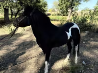 Caballos (lote, sexo no especificado), American shetland pony — foto 2