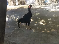 Chickens — photo 1