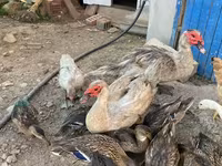 Ducks — photo 1