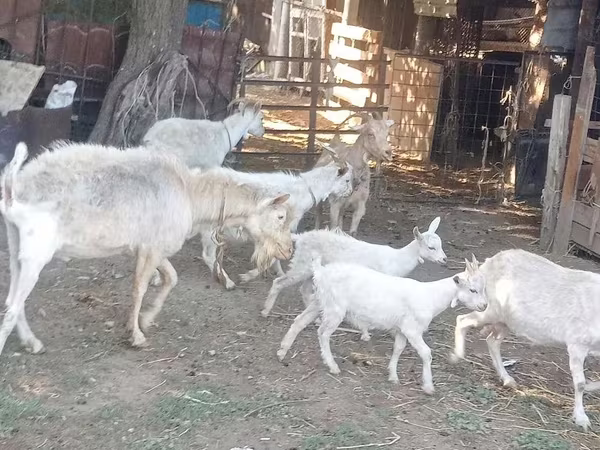 Goat, Dutch Landrace goats