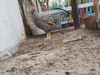 Chickens — foto 1
