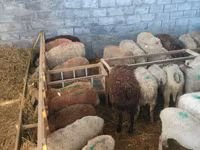 Oveja, Beulah Speckled face sheep — foto 4