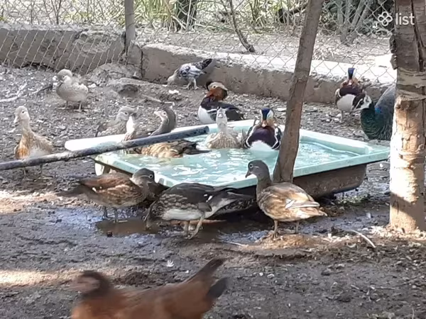 Ducks