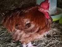 Chickens — الصورة 3