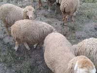 绵羊（批次，未指定性别）, Sheep — 照片 6