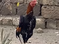 Shamo chickens — photo 1