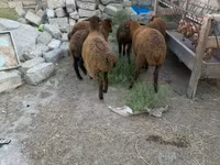 Sheep, Sheep — photo 3
