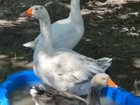 Geese — Foto 1