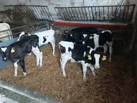 Bovinos (lote, sexo não especificado), Russian Black pied cattle — foto 4