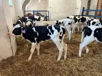 Bull, Holstein breed — photo 3