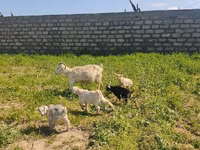 Goat, Goats — photo 6