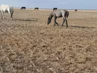 Cavalo, Kazakh horse — foto 2