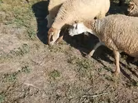 نعجة, Karabakh sheep — الصورة 8