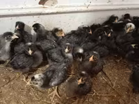 Chickens — 照片 3