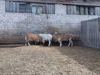 Qoç, Katum sheep — foto 3