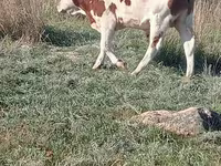 सांड, Simmental cattle — फ़ोटो 1