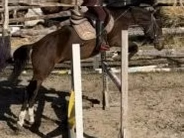 Hengst, Hungarian horse breed
