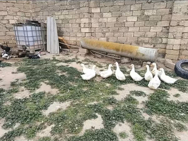 Geese — Azerbaijan