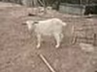 Koza, Saanen goat — foto 8