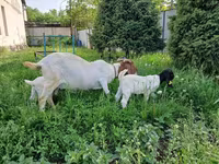 Cabra, Boer goat — foto 4