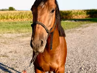 At, Quarter Horse — foto 8