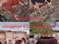 Букачар, Симментал тукуму — сүрөт 1