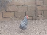 Chickens — foto 3