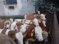 Toro, Simmental cattle — foto 3