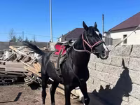 Kůň, Kazakh horse — foto 1