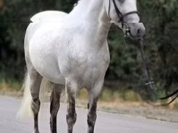 Cavalo, Falabella
