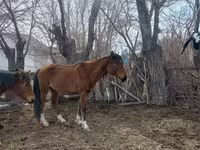Klisna, Kazakh horse — foto 8