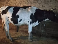 Cow, Holstein breed — photo 1