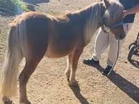 घोड़ा, Shetland Pony — फ़ोटो 1