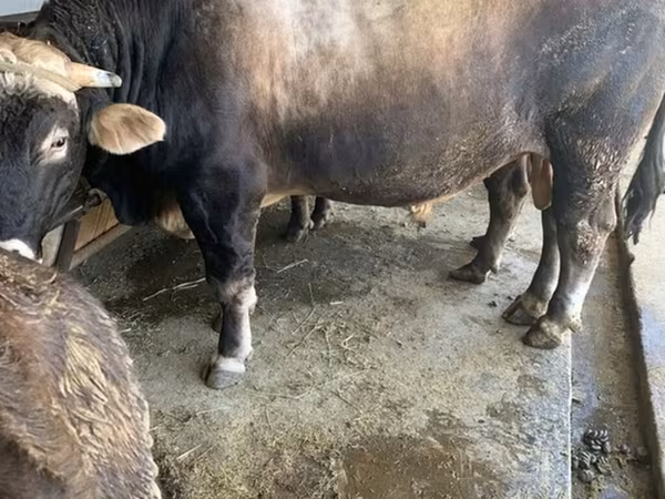 Buğa, Kalmık irqi