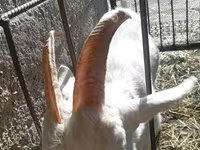Dişi keçi, Saanen goat — foto 8