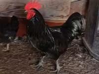 Australian Pit Game fowl — photo 2
