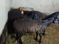 Qoyun, Hissar sheep — foto 6