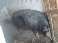 Boar, Pigs — photo 1