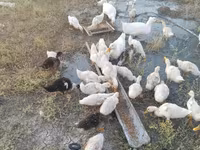 Ducks — photo 2
