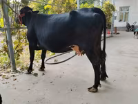 母牛, Limousin cow — 照片 5