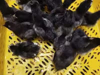 Australorp — photo 4