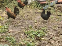 Yapon Bantam — foto 2