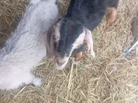 Kozel, Nubian Goat — foto 1