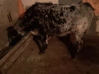 Cow, Cattle — photo 1