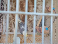 Nimfa (cockatiel) cütlüyü 0507335513 whatsapp - Növ: Nimfa — Foto 4