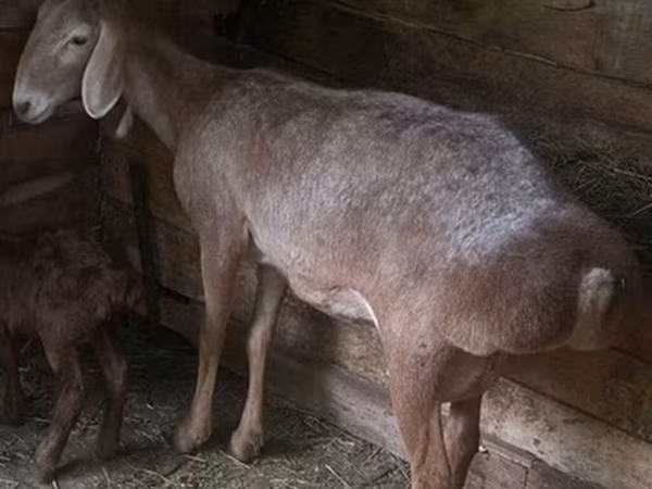 Qoyun, Afghan Arabi sheep