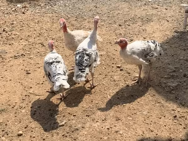 Turkeys — 阿塞拜疆
