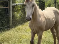 घोड़ा, Kentucky mountain daddle horse — फ़ोटो 5